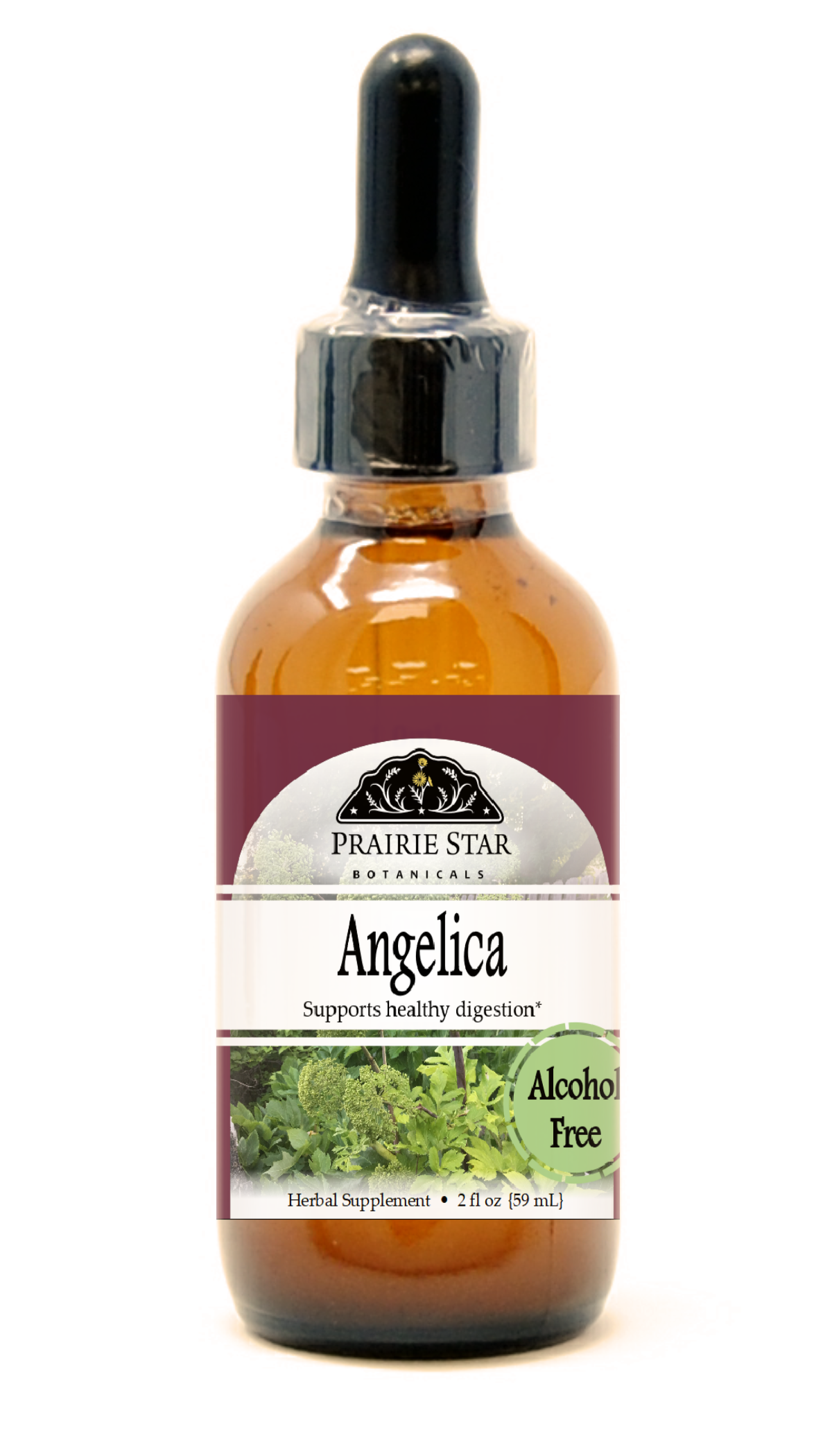 Angelica Root
