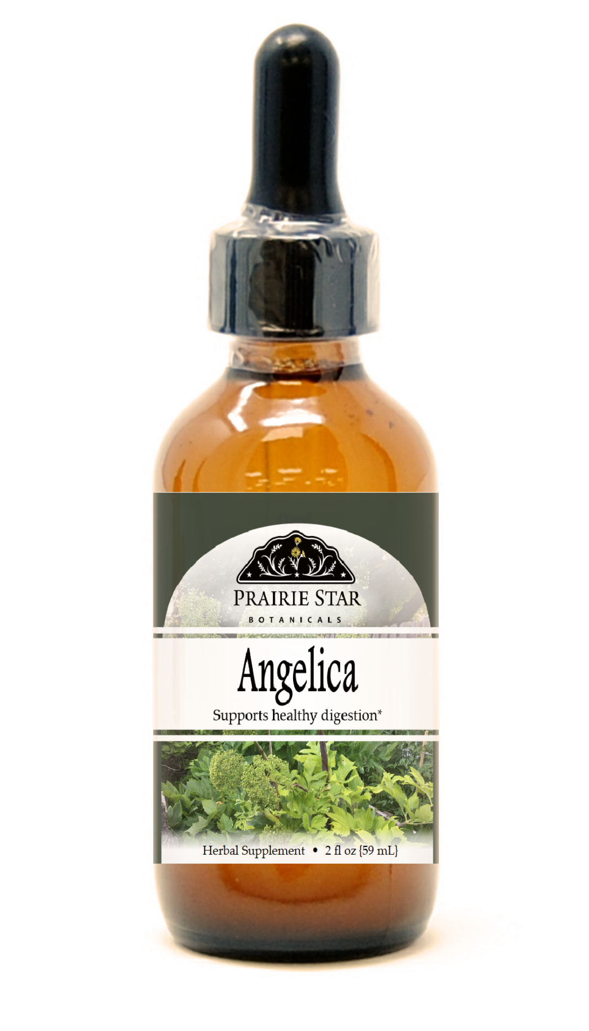 Angelica Root