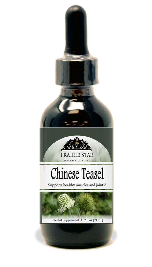 Chinese Teasel