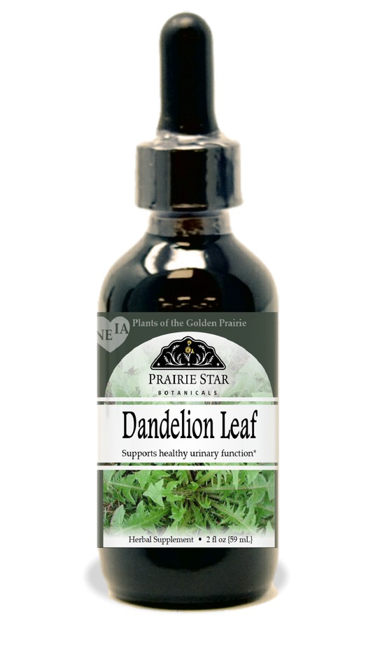 Dandelion