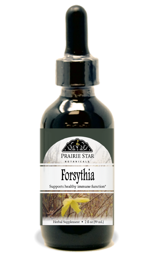 Forsythia