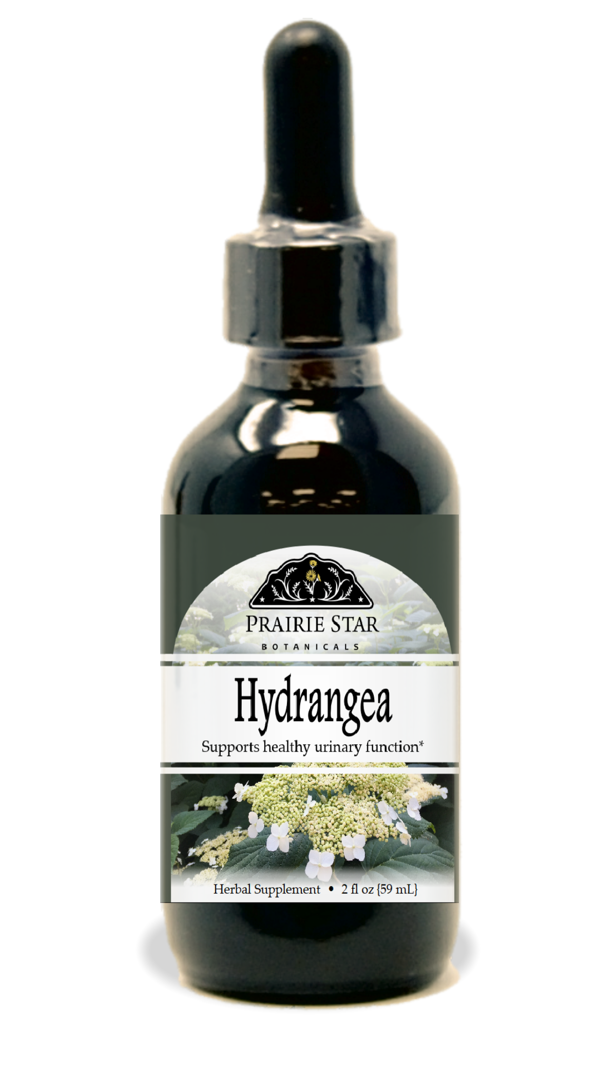 Hydrangea