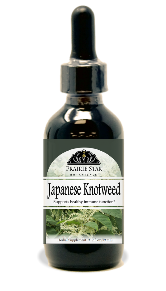 Japanese Knotweed
