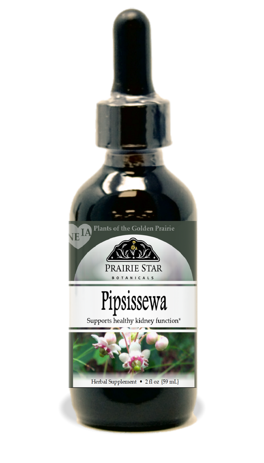 Pipsissewa