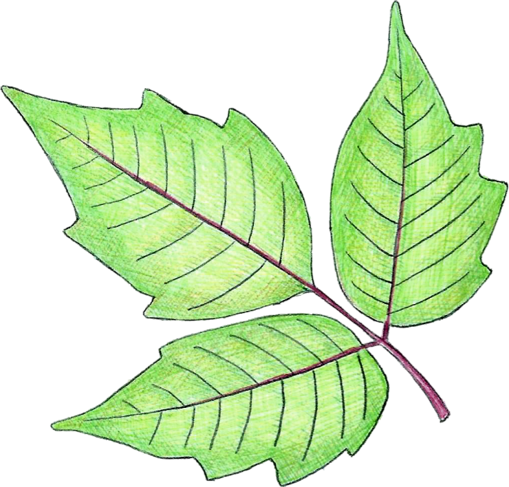 Poison Ivy Spray