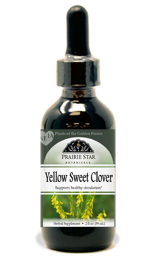 Yellow Sweetclover