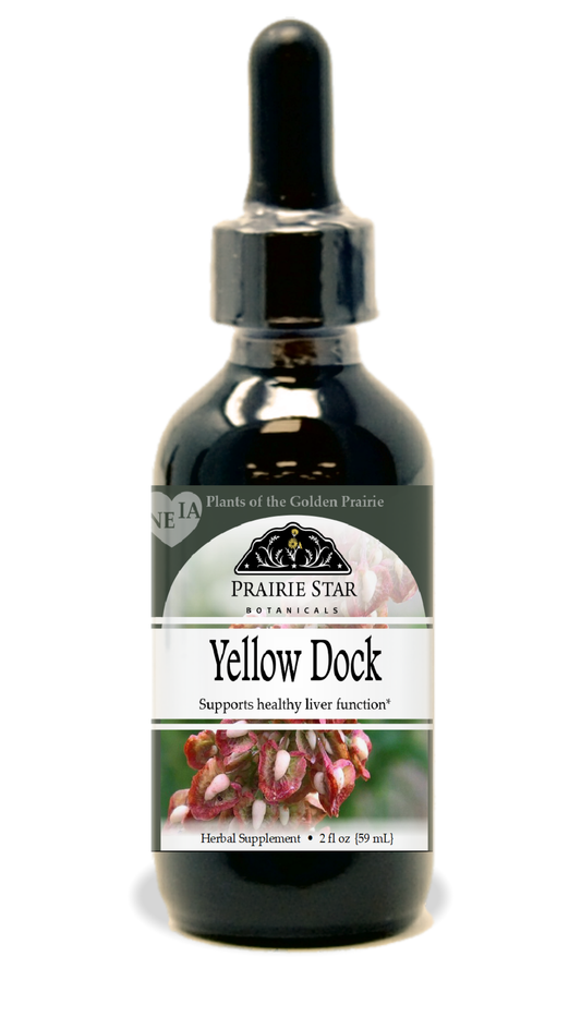 Yellow Dock