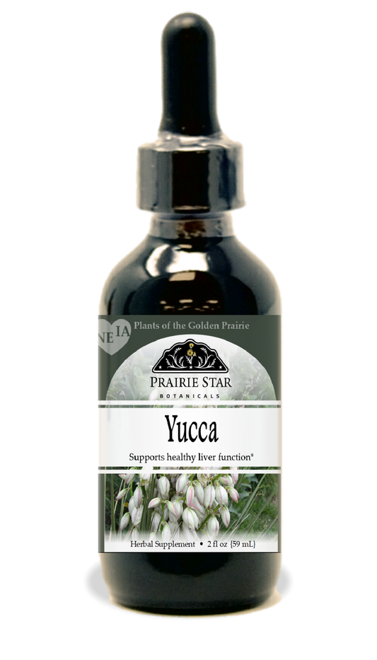 Yucca